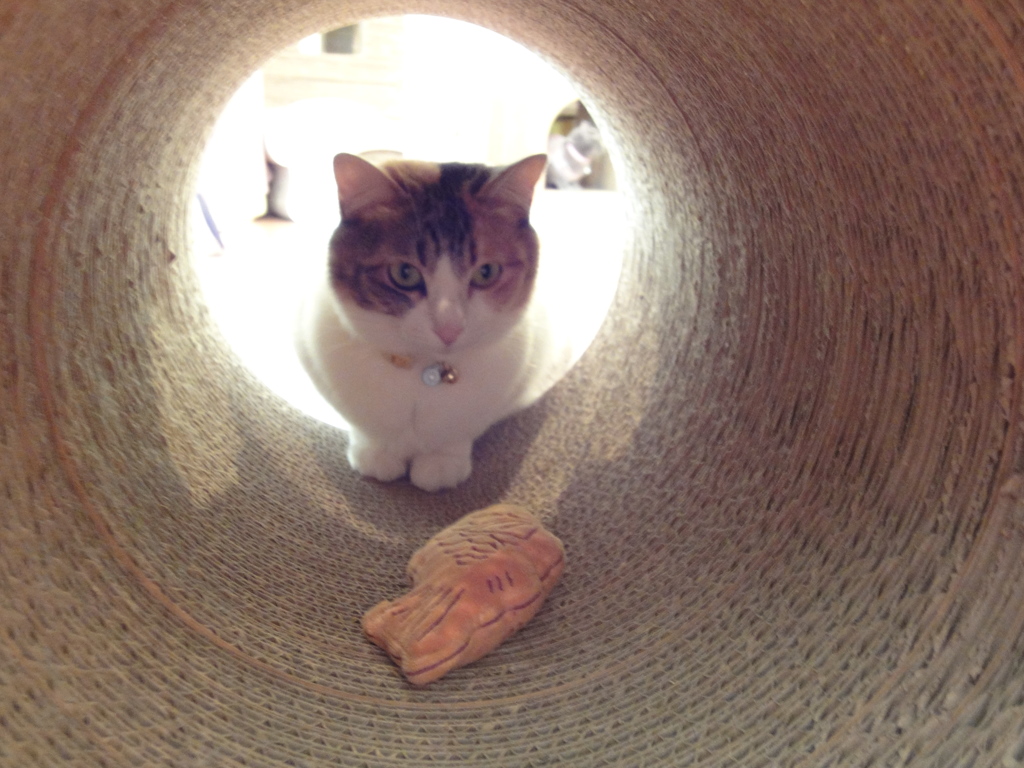 トンネルと三毛猫その2
