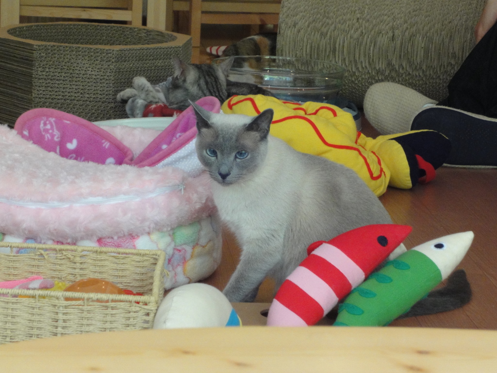 寄り目な猫