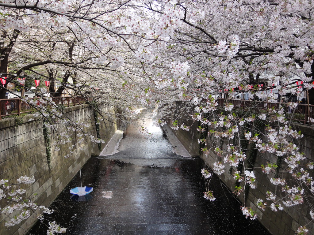 桜を集めて１