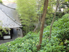 あじさい小道