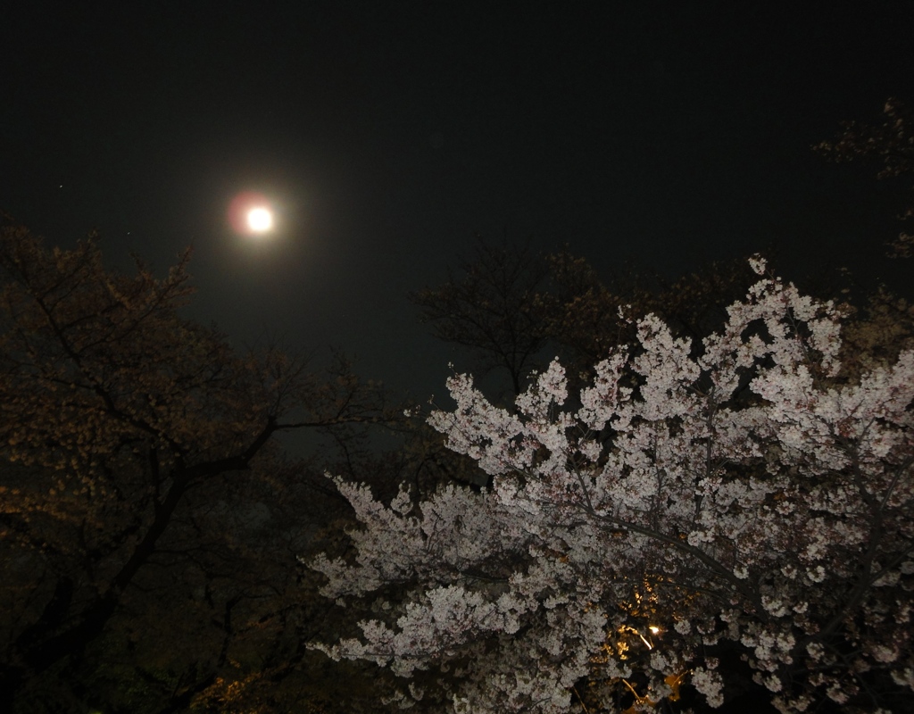 月見桜