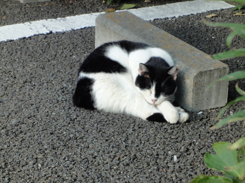 いつもの枕