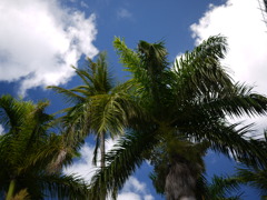 冬の空