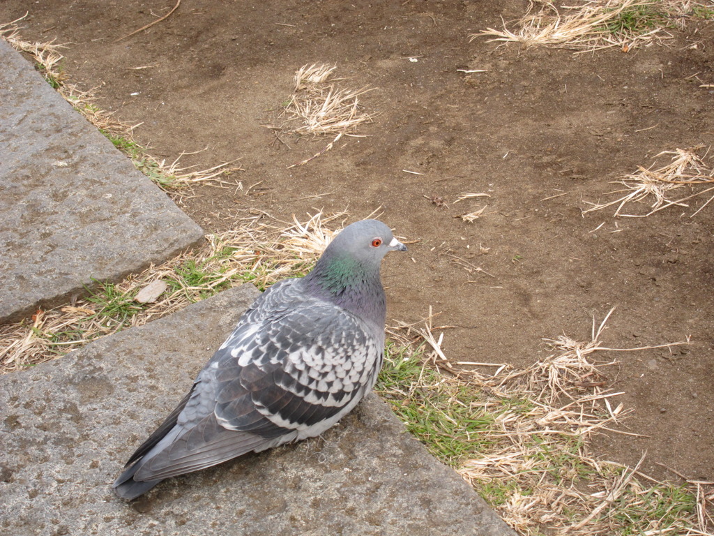 pigeon