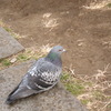 pigeon