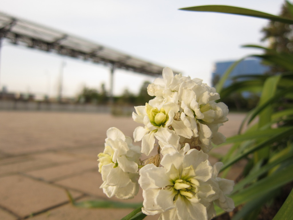 white flower