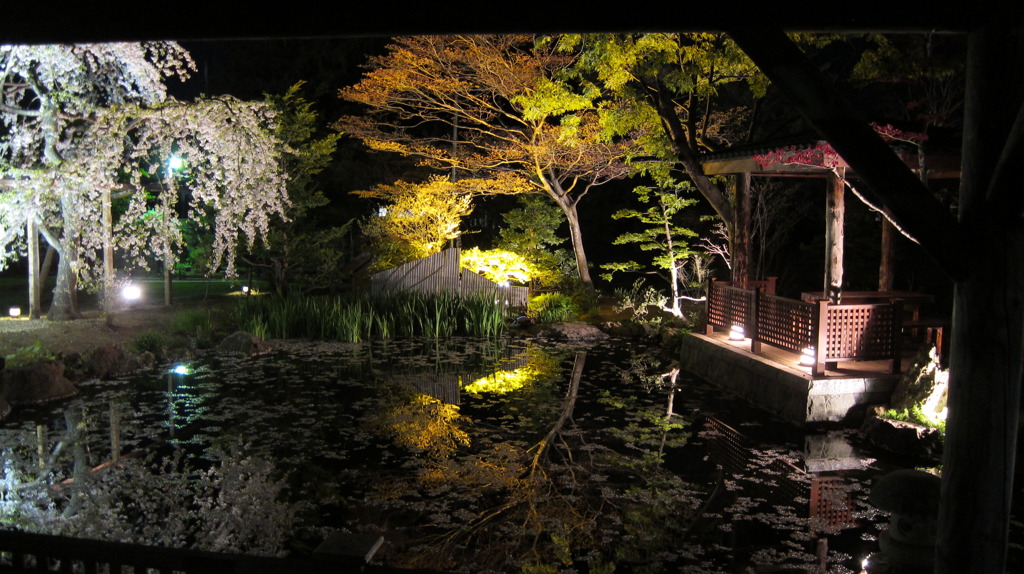 小樽　夜桜・宏楽園