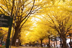 北海道大学のイチョウ