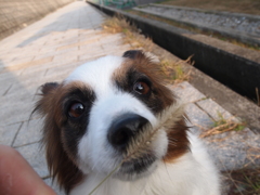 犬じゃらし