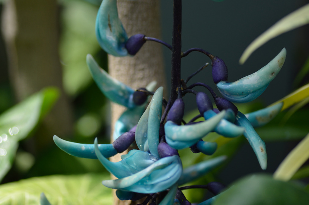 ヒスイカズラ（翡翠葛）