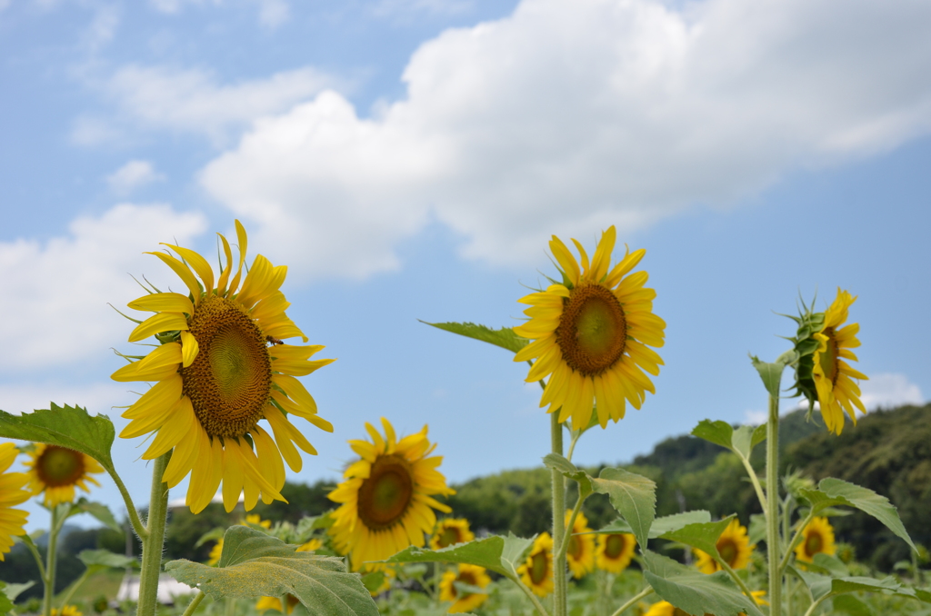 涼夏