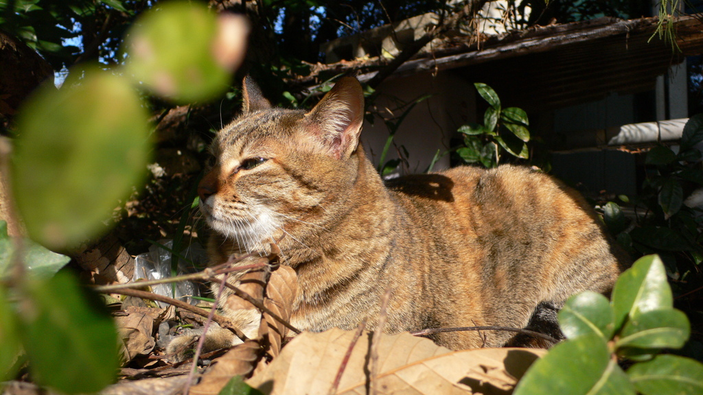 木陰の猫