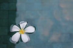 空と花