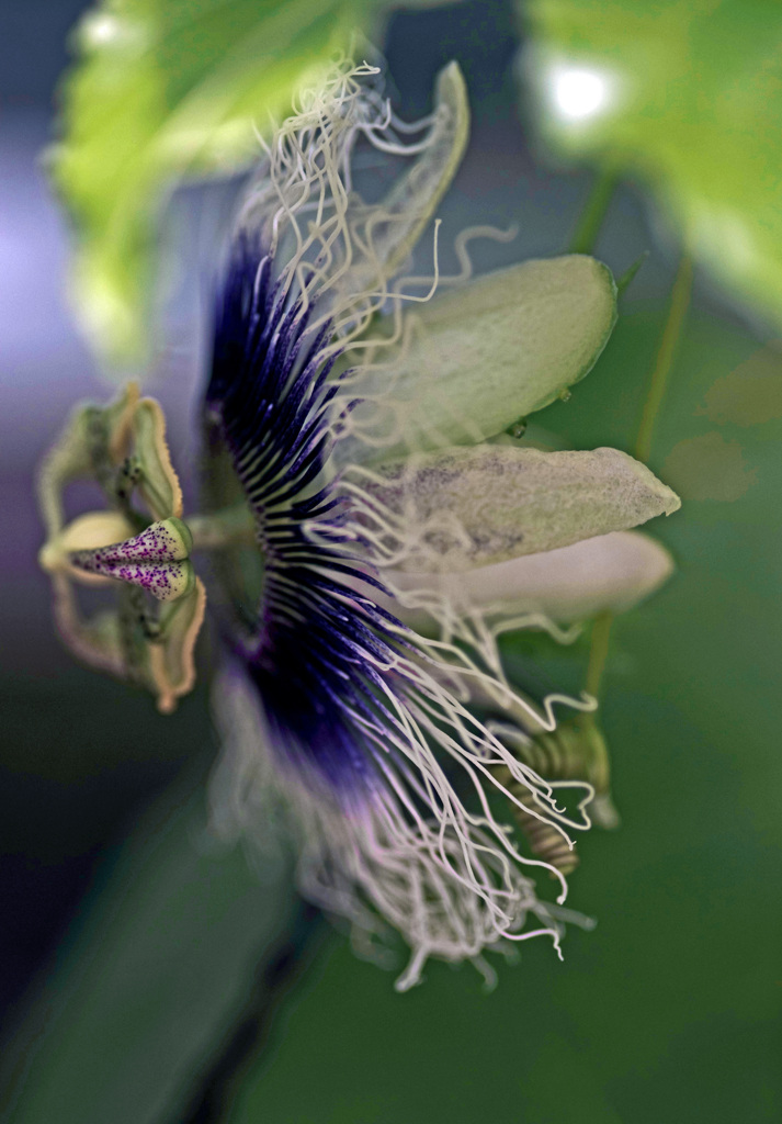 パッションフルーツの花　IMG8480zz