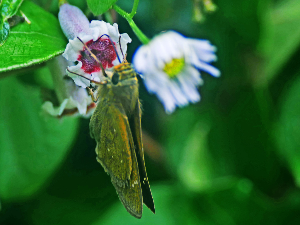 ヘクソカズラとセセリチョウ　P1320629zz