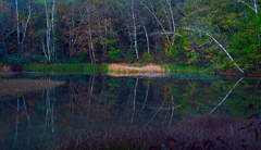 夕暮れのあざみ池　P1114303zz