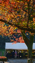 菊花展　P1790785zz