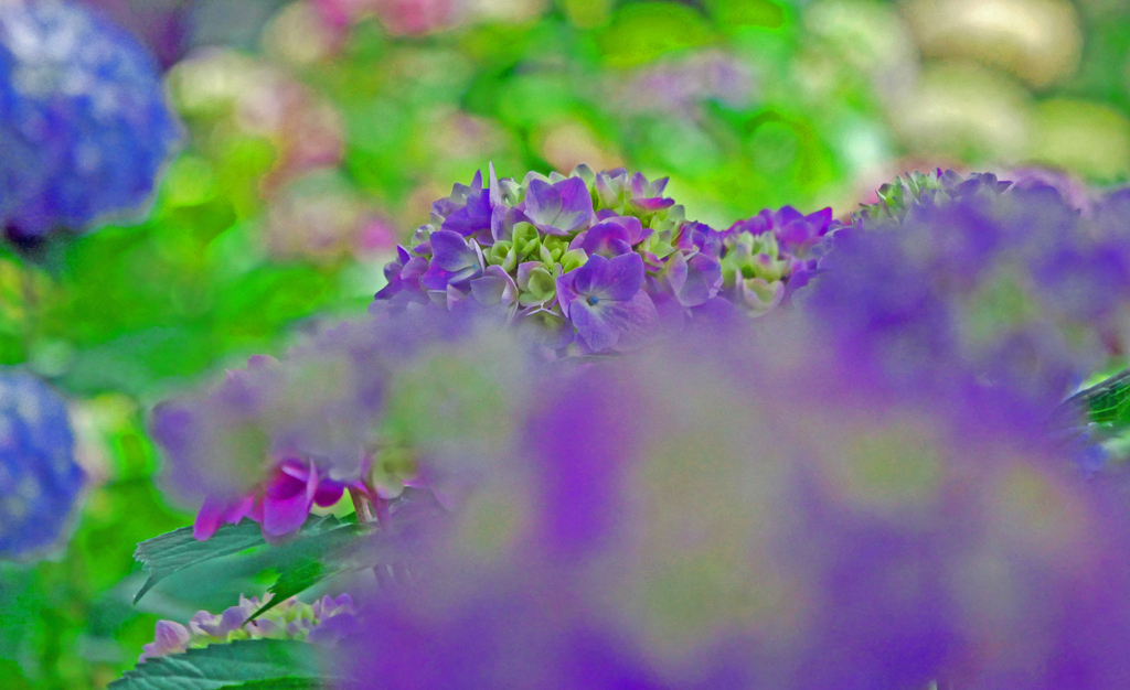 パステル画　P1170940zz