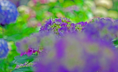 パステル画　P1170940zz