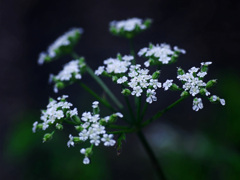 シャクの花　P1290171zz
