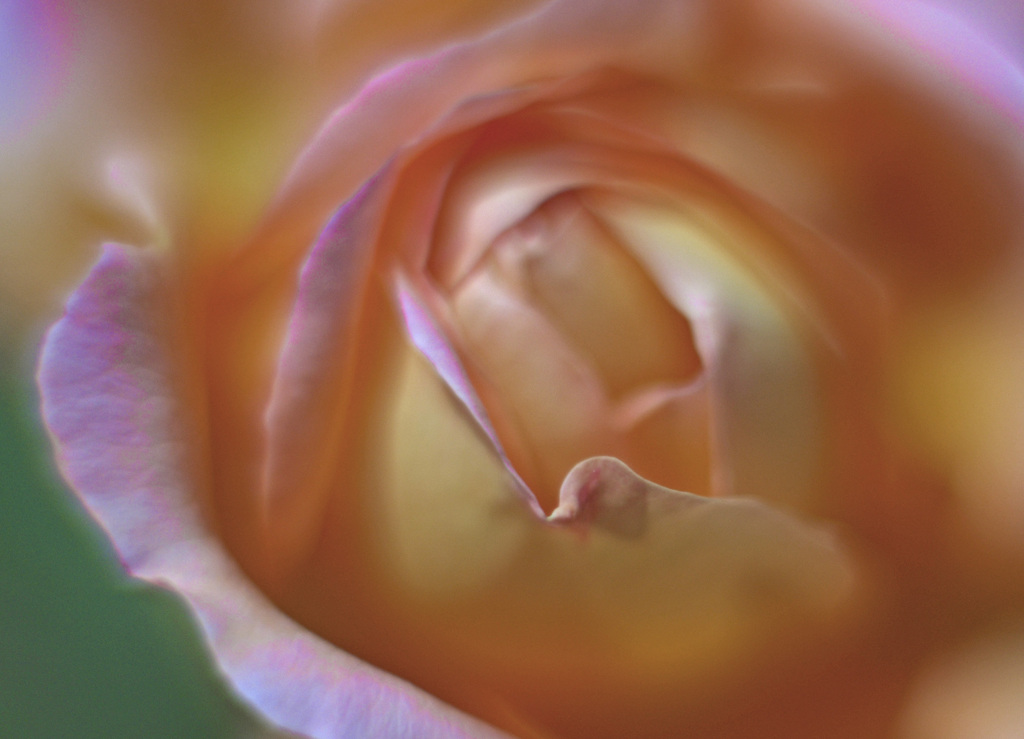 黄色い花びら　_IGP4370zz