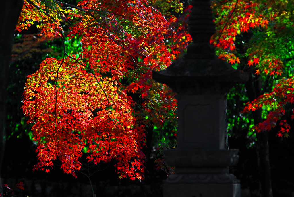 秋の陽射す　IMGP1621zz