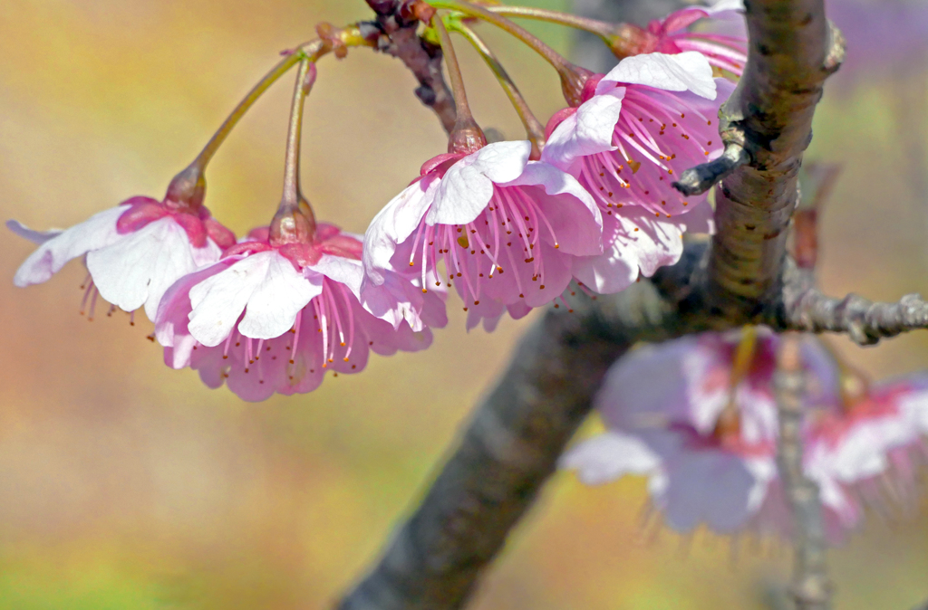 椿寒桜　P1340288zz