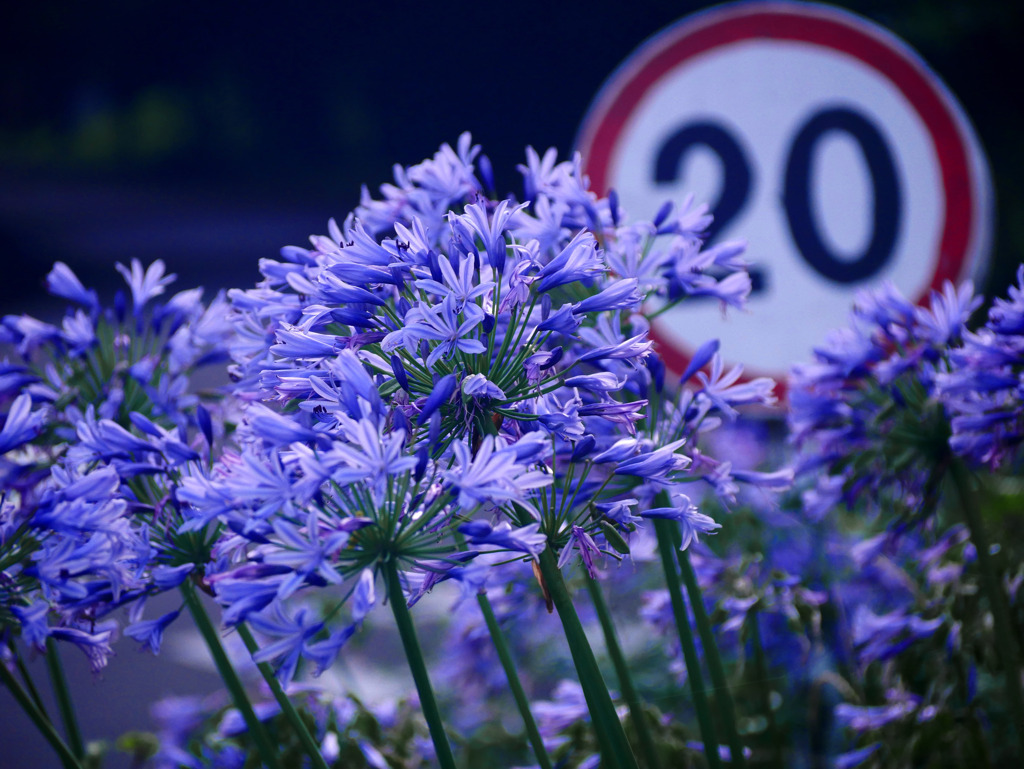 時速20km　P1330360zz