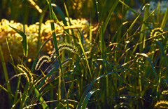 朝の光Ⅲ　P1150522z