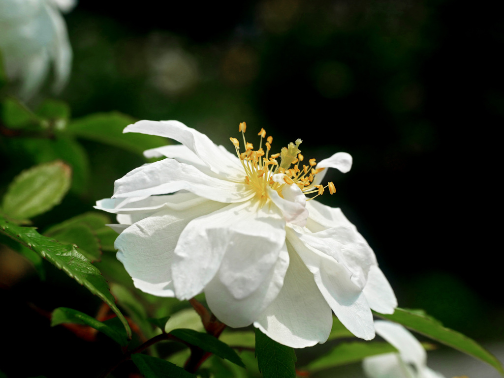 清楚な白薔薇　P1230197zz