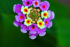 花のブローチ アリさん付き　P1043387zz