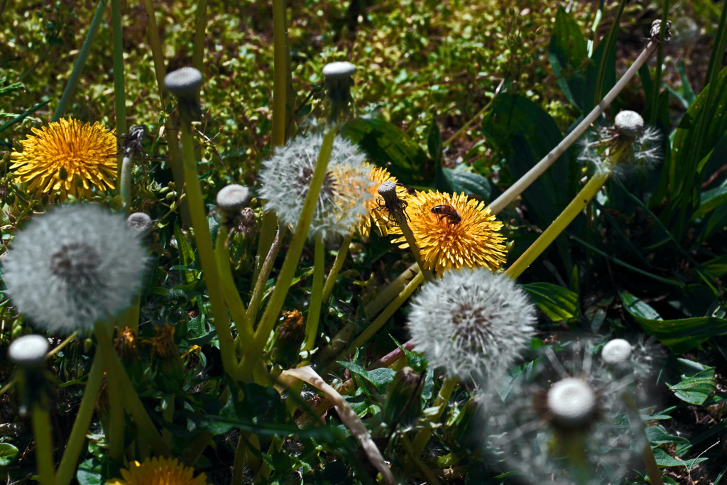 タンポポ家族　IMGP5585zz