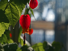 紅い灯　P1060250zz