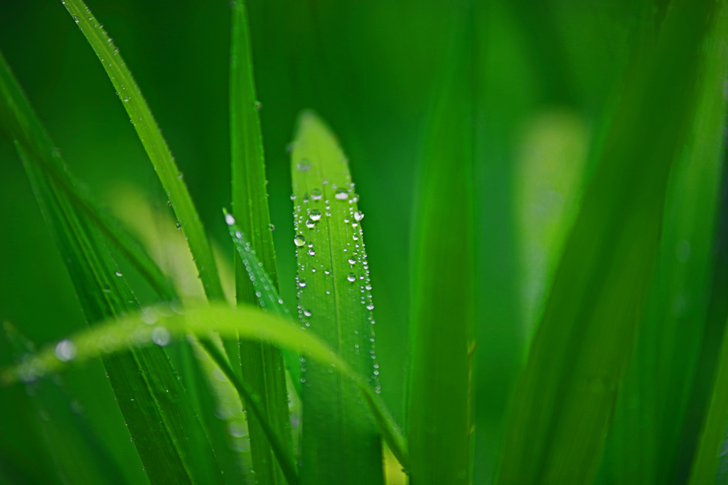 やっと雨が止みました　IMGP0727zz