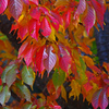 桜紅葉　IMG2305zz