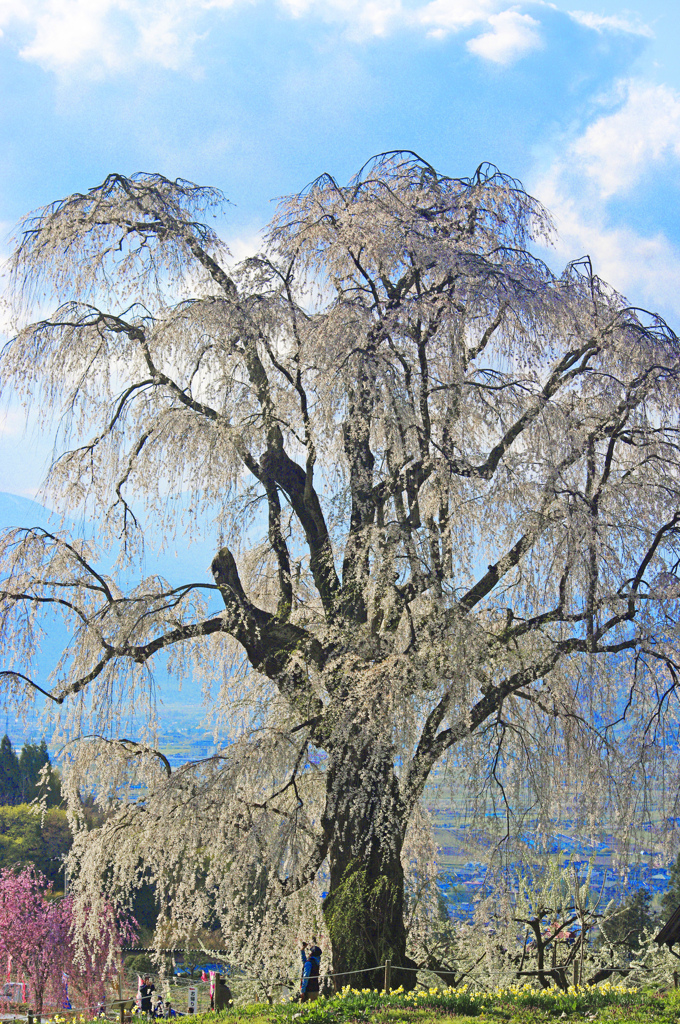 枝垂れ桜と春の空　_IGP0040zz