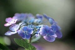 梅雨に咲く花　IMGP2630zz
