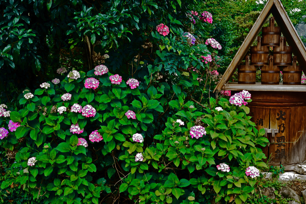 火の用心   IMGP7890zz
