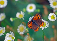 ヒメジオンと蝶　P1190752zz