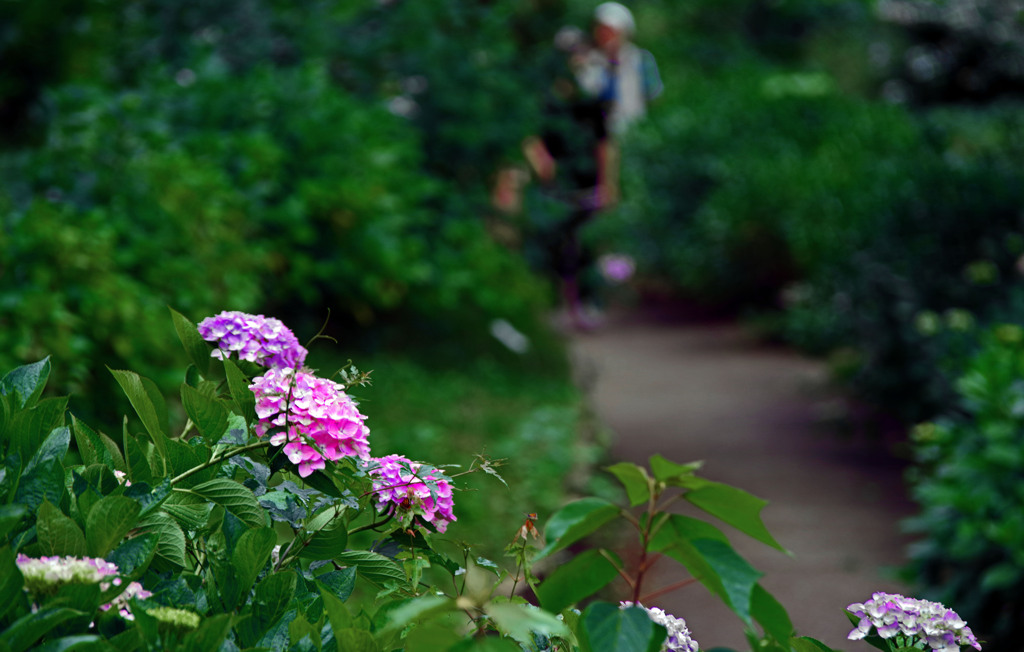 紫陽花咲く小径を　IMGP7983zz