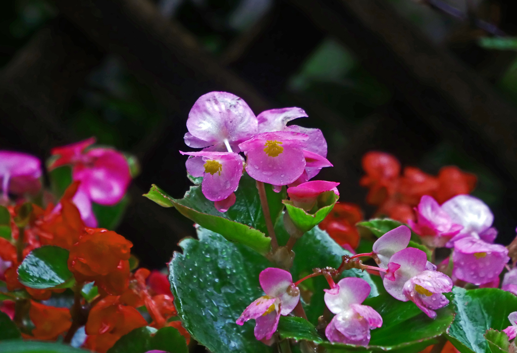 雨に咲く花 其の壱　P1410635zz