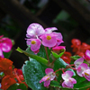雨に咲く花 其の壱　P1410635zz