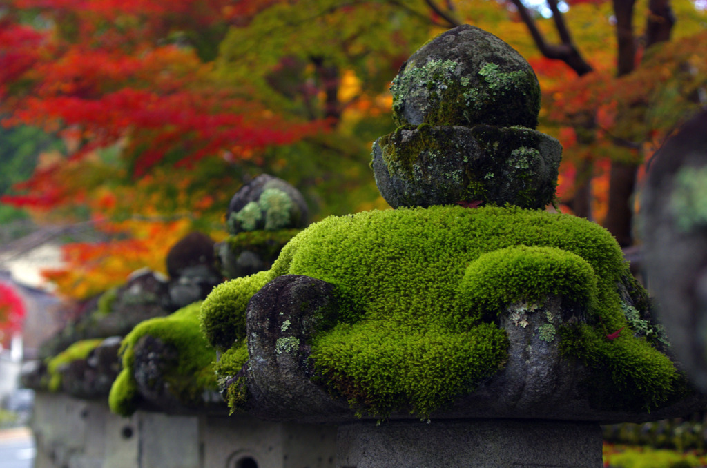 苔むす石灯籠　IGP9220zz