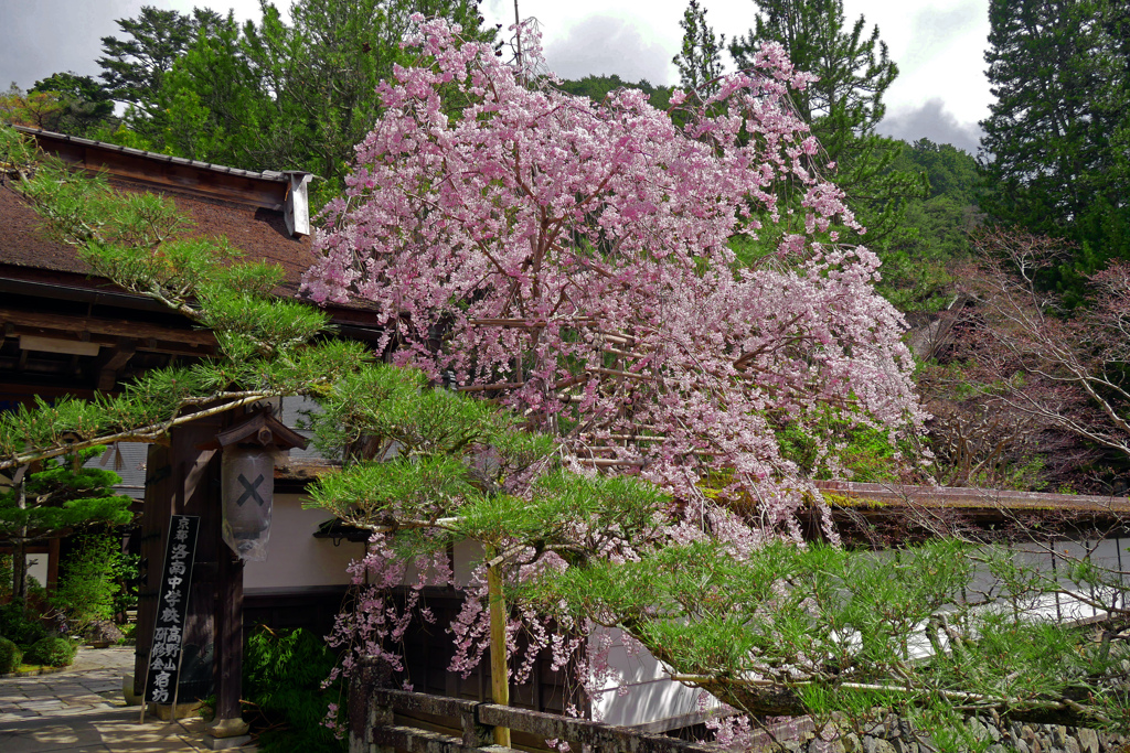 松と桜　P1370911zz
