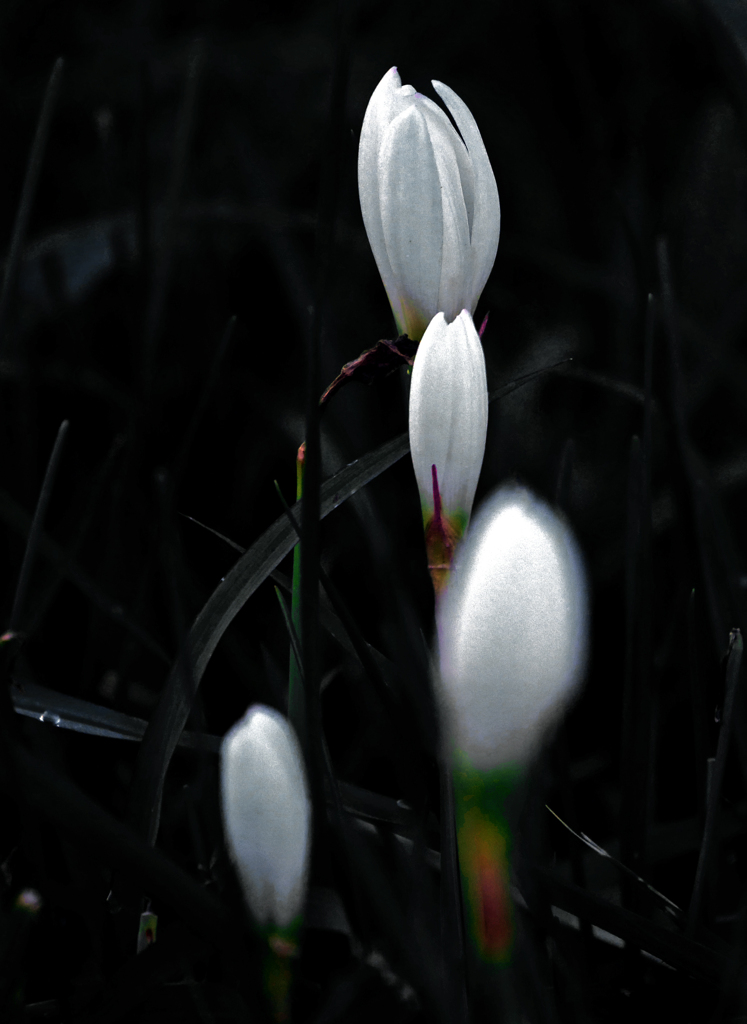 真白き花　P1740997zz