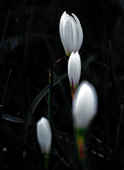 真白き花　P1740997zz