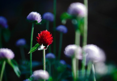 紅一点　P1390097zz