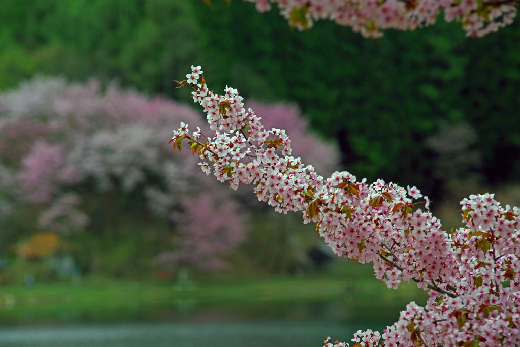 湖畔の桜Ⅱ　IMGP1505zz