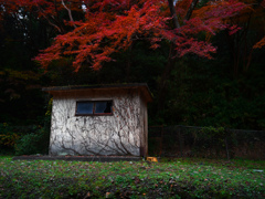 廃屋と椛　P1059727zz