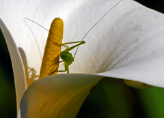 カラーとキリギリス　P1160496zz